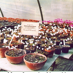 Mutterpflanzen der Alpenveilchen