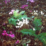 Alpenveilchen im Farngarten