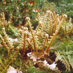 Frühlingserwachen im Farngarten