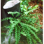 Ein Farn wächst aus dem Stiefel
