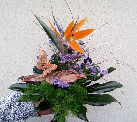 Strelitzie verspielt