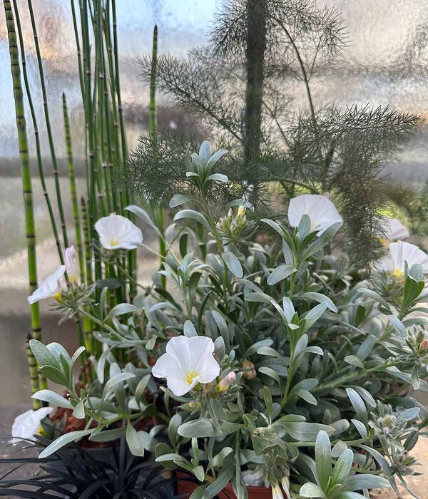 Staudengestaltung life in der Gärtnerei